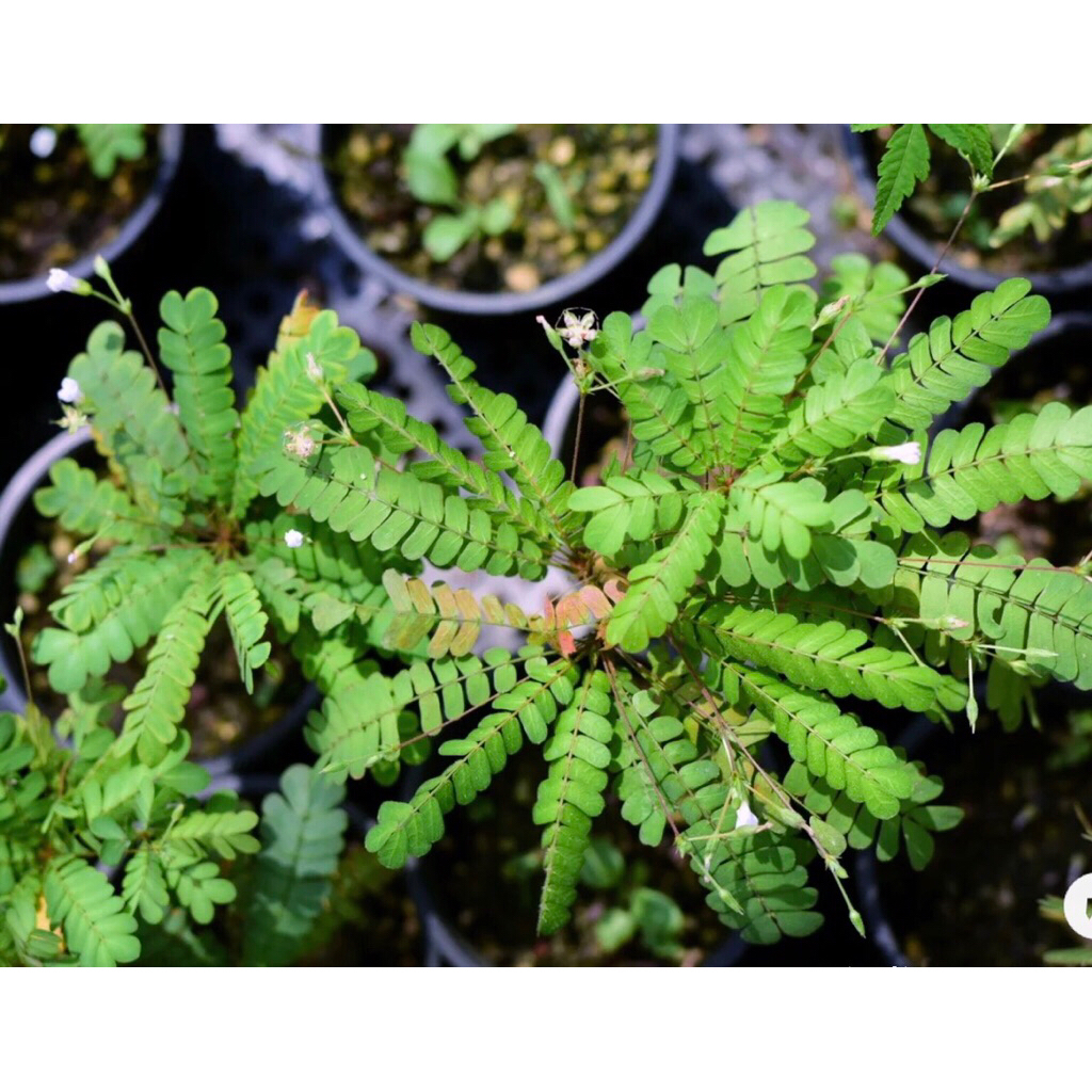 Cây Biophytum sentivium chơi terarium bán cạn rất đẹp, size mini