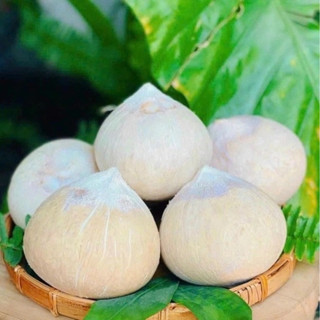 Set 10 Trái Dừa Xiêm Miền Tây Gọt Trọc Trắng KACOCO - Ngọt, Mỏng vỏ, nước nhiều, giảm nhiệt, tươi mát, uống liền