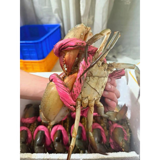 Cua thịt Y3 3 con (1kg2-1kg4) giao sống ( hàng sẵn giao liền  )