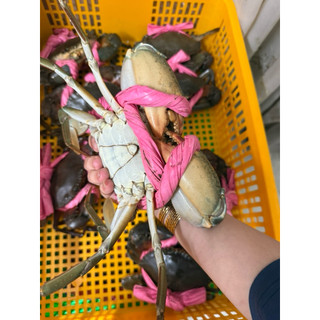 Cua thịt Y3 3 con (1kg2-1kg4) giao sống ( hàng sẵn giao liền  )