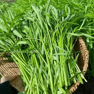 [GÓI LỚN 1KG] Hạt Giống Rau Muống Lá Tre Cao Sản, Dễ Trồng, Nhanh Thu Hoạch, Năng Suất Cao