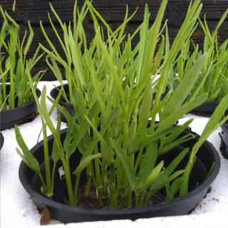 [GÓI LỚN 1KG] Hạt Giống Rau Muống Lá Tre Cao Sản, Dễ Trồng, Nhanh Thu Hoạch, Năng Suất Cao