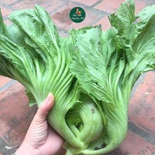 Hạt giống Cải Bẹ Dưa Chịu Nhiệt (Gói 20g~4000 Hạt) Dễ Trồng, Ít Chăm Sóc, Nhanh Thu Hoạch