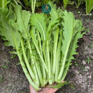 Hạt giống Cải Mèo Cao Sản (Gói 20g~3000 Hạt) Dễ Trồng, Nhanh Thu Hoạch, Trồng Quanh Năm