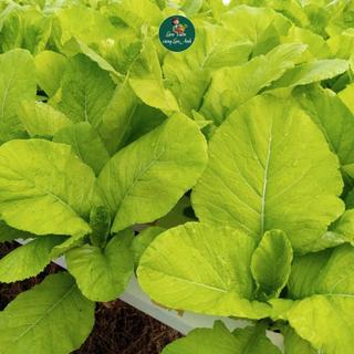 Hạt Giống Cải Mơ Lùn (Gói 20g~3000 hạt) Dễ Trông, Sinh Trưởng Tốt, Nhanh Thu Hoạch, Trồng Quanh Năm