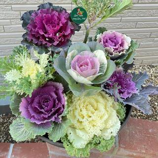 Hạt Giống Bắp Cải Hoa Hồng Mix Nhiều Màu Dễ Trồng, Chịu Nhiệt Tốt - Vừa Ăn Vừa Làm Cảnh Siêu Đẹp