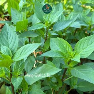 [Hạt Giống Rau Thơm] Hành Lá, Xà Lách, Bạc Hà, Rau Mùi, Dễ Trồng, Nhanh Thu Hoạch, Trồng Quanh Năm