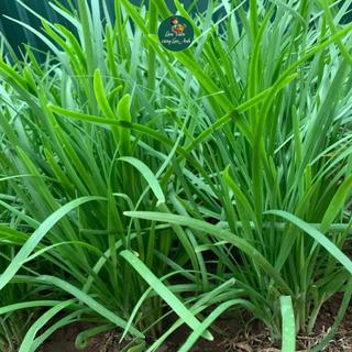 [Hạt Giống Rau Thơm] Hành Lá, Xà Lách, Bạc Hà, Rau Mùi, Dễ Trồng, Nhanh Thu Hoạch, Trồng Quanh Năm