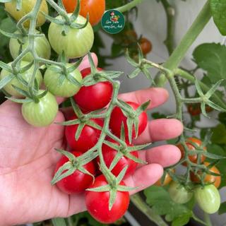Hạt giống Cà Chua Cherry Đỏ Lai F1 (Gói 1g~45 Hạt) Siêu Đậu Quả, Dễ Trồng, Trồng Quanh Năm