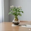 🪴​Lựa chọn an toàn : Vẻ Đẹp Thanh Lịch và Tiện Ích Đơn Giản​ "Bình thủy sinh Acrylic cao cấp – Trong suốt không lo vỡ