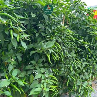 Hạt Giống Ớt Chỉ Thiên F1 (Gói 30 Hạt) Siêu Đậu Quả Kháng Sâu Bệnh Tốt, Năng Suất Cao