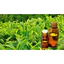 CHIẾT XUẤT TRÀ XANH - Camellia sinensis leaf extract (VIỆT NAM)