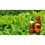 CHIẾT XUẤT TRÀ XANH (VIỆT NAM) 50mL 100mL