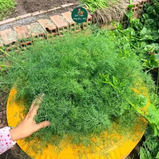 Hạt giống Thì Là Chịu Nhiệt, Trồng 4 Mùa (Gói 10g~5000 hạt) Sinh Trưởng Mạnh, Thu Hoạch Nhiều Lần