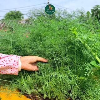 Hạt giống Thì Là Chịu Nhiệt, Trồng 4 Mùa (Gói 10g~5000 hạt) Sinh Trưởng Mạnh, Thu Hoạch Nhiều Lần