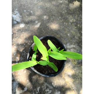 Chậu cây bắp ( ngô) giống  - chậu 4-5 cây