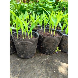 Chậu cây bắp ( ngô) giống  - chậu 4-5 cây