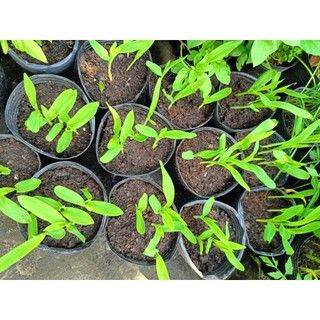 Chậu cây bắp ( ngô) giống  - chậu 4-5 cây