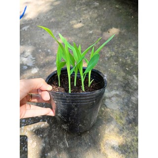 Chậu cây bắp ( ngô) giống  - chậu 4-5 cây