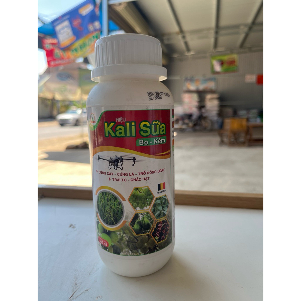 kali Sữa Bo kẽm - Lớn trái To Củ Chắc hạt nặng kí
