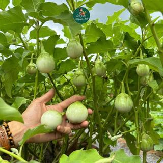 [Gói 1G~200 Hạt] Hạt giống Cà Ngọt Siêu Trái, Dễ Trồng, Chịu Nhiệt Tốt, Trồng Quanh Năm