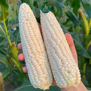 [Gói 15g~80 Hạt ] Hạt giống Bắp Nếp Trắng Thái Lan (Ngô Nếp) Rất Thơm, Chắc Hạt, Ngọt Dẻo