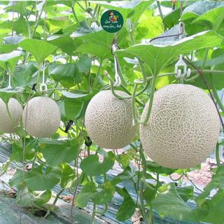 Hạt giống Dưa Lưới Ruột Cam F1 (Gói 20 Hạt) Siêu Ngọt, Trái To, Dễ Trồng, Chịu Nhiệt Tốt