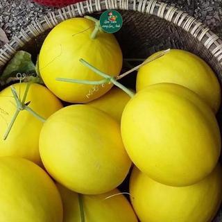 Hạt giống Dưa Lê Vỏ Vàng F1 Siêu Đậu Quả (Gói 20 Hạt) Ăn Thơm Ngọt, Dễ Trồng, Năng Suất Cao