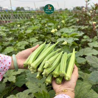 Hạt Giống Đậu Bắp Trắng Cao Sản (Gói 5g~100 Hạt)  Siêu Trái, Sinh Trưởng Khỏe, Trồng Quanh Năm