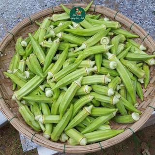 Hạt Giống Đậu Bắp Trắng Cao Sản (Gói 5g~100 Hạt)  Siêu Trái, Sinh Trưởng Khỏe, Trồng Quanh Năm