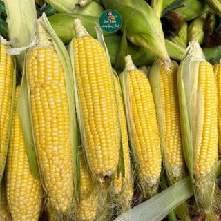 Hạt Giống Bắp (Ngô Tím, Ngô Cẩm Hồng, Ngô Ngọt, Ngô Nếp Sữa, Ngô Nếp Nù) Thơm Ngon Dẻo Ngọt, Bắp To