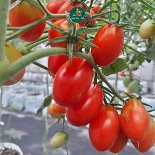 Hạt giống Cà Chua Bi Lai F1 (Gói 1g~110 hạt) Năng Suất Cao, Dễ Chăm Sóc, Trồng Quanh Năm