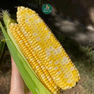[Gói 15g~80 Hạt ] Hạt giống Bắp Ngọt Thái Lan (Ngô Ngọt) Cây Khỏe, Bắp To, Trồng Quanh Năm