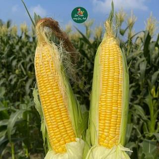 [Gói 15g~80 Hạt ] Hạt giống Bắp Ngọt Thái Lan (Ngô Ngọt) Cây Khỏe, Bắp To, Trồng Quanh Năm