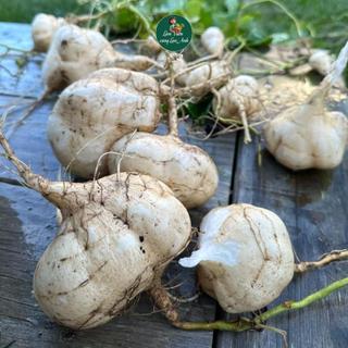 [Gói 5G~35 Hạt] Hạt Giống Củ Đậu (Củ Sắn) Cao Sản Dễ Trồng, Củ To, Trồng Quanh Năm