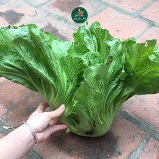 Hạt giống Cải Bẹ Dưa Chịu Nhiệt (Gói 20g~4000 Hạt) Dễ Trồng, Ít Chăm Sóc, Nhanh Thu Hoạch