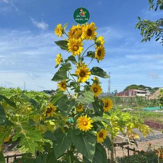 Hạt Giống Hướng Dương Tháp Siêu Bông (Gói 100 hạt) Dễ Trồng, Hoa Nở Sau 90 đến 100 ngày