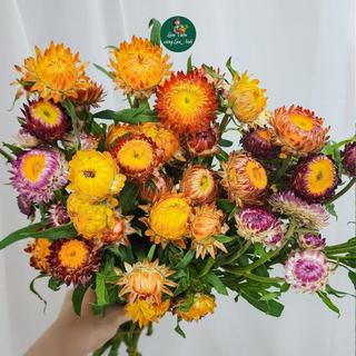 Hạt Giống Hoa Cúc Bất Tử Nhiều Màu (Gói 400 Hạt) Dễ Trồng, Hoa Nhiều Cánh, Nở Cực Đẹp Sau 60-65 ngày