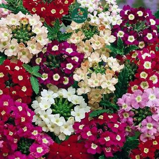 Hạt Giống Hoa Cúc Indo Mix Nhiều Màu (Gói 100 Hạt) Loại Dễ Trồng, Hoa Nở Đẹp Sau 60-65 ngày