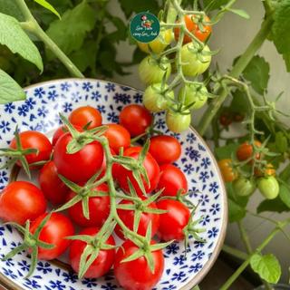Hạt giống Cà Chua Cherry Đỏ Lai F1 (Gói 1g~45 Hạt) Siêu Đậu Quả, Dễ Trồng, Trồng Quanh Năm