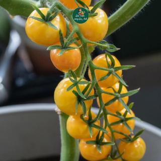 Hạt giống Cà Chua Cherry Vàng Lai F1 Siêu Quả (Gói 1g~45 Hạt) Dễ Trồng, Năng Suất Cao