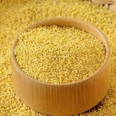 Hạt Kê Nếp Vàng Đã Tách vỏ-Đặc Sản Nghệ An Dẻo thơm Nấu Bánh,Chè, Cháo Kê cho bé ăn dặm-Cốm Tâm Shop
