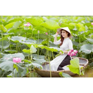 SỈ 1 lạng hạt [SEN TRỒNG AO HỒ] - Hạt giống hoa sen ta quê hương, sen Tây Hồ hoa to, sức sống cực khỏe