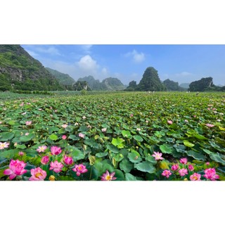 BÁN SỈ 500 Gram Hạt Giống Hoa Sen Ta, sen lớn, DÒNG SEN TRỒNG ĐẦM HỒ CỰC NĂNG SUẤT