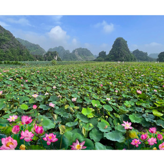 SỈ 1 lạng hạt [SEN TRỒNG AO HỒ] - Hạt giống hoa sen ta quê hương, sen Tây Hồ hoa to, sức sống cực khỏe