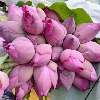 BÁN SỈ 500 Gram Hạt Giống Hoa Sen Ta, sen lớn, DÒNG SEN TRỒNG ĐẦM HỒ CỰC NĂNG SUẤT