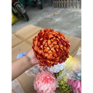 SỈ Đầu Bông Hoa CÚC ĐẠI ĐÓA,CÚC MẪU ĐƠN, ĐÀO RÂU, PHĂNG ĐẠI, CẨM CHƯỚNG,...