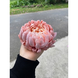 SỈ Đầu Bông Hoa CÚC ĐẠI ĐÓA,CÚC MẪU ĐƠN, ĐÀO RÂU, PHĂNG ĐẠI, CẨM CHƯỚNG,...