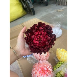 SỈ Đầu Bông Hoa CÚC ĐẠI ĐÓA,CÚC MẪU ĐƠN, ĐÀO RÂU, PHĂNG ĐẠI, CẨM CHƯỚNG,...
