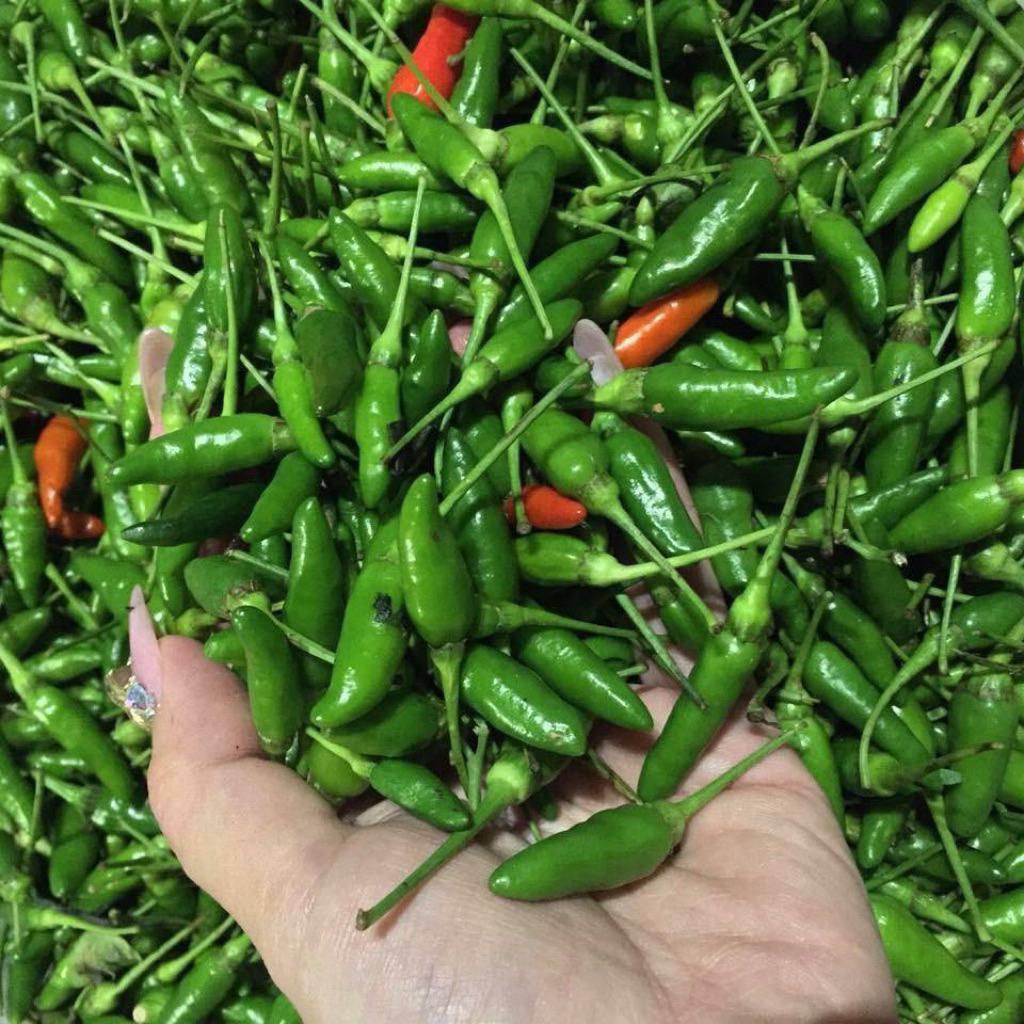 Hạt giống ớt xiêm xanh THƠM CAY VỊ ĐẶC BIỆT cực Ngon